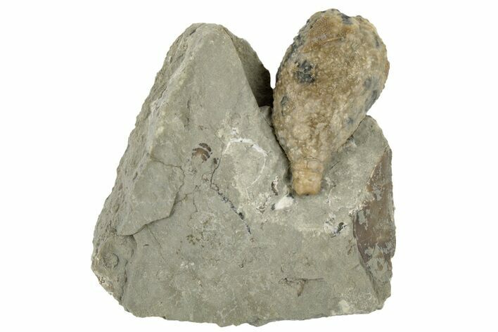 Cystoid (Holocystites) Fossil - Indiana #190996